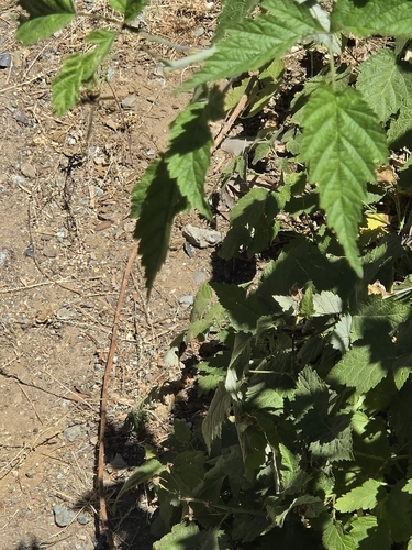 iNaturalist observation photo of Golden Paper Wasp