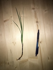 Carex flacca