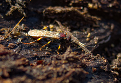 Cratichneumon paratus