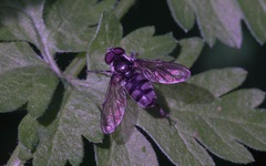Portevinia maculata