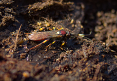 Cratichneumon paratus