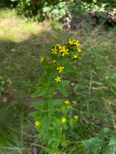spotted St. John's wort