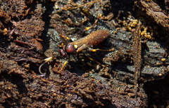 Cratichneumon paratus