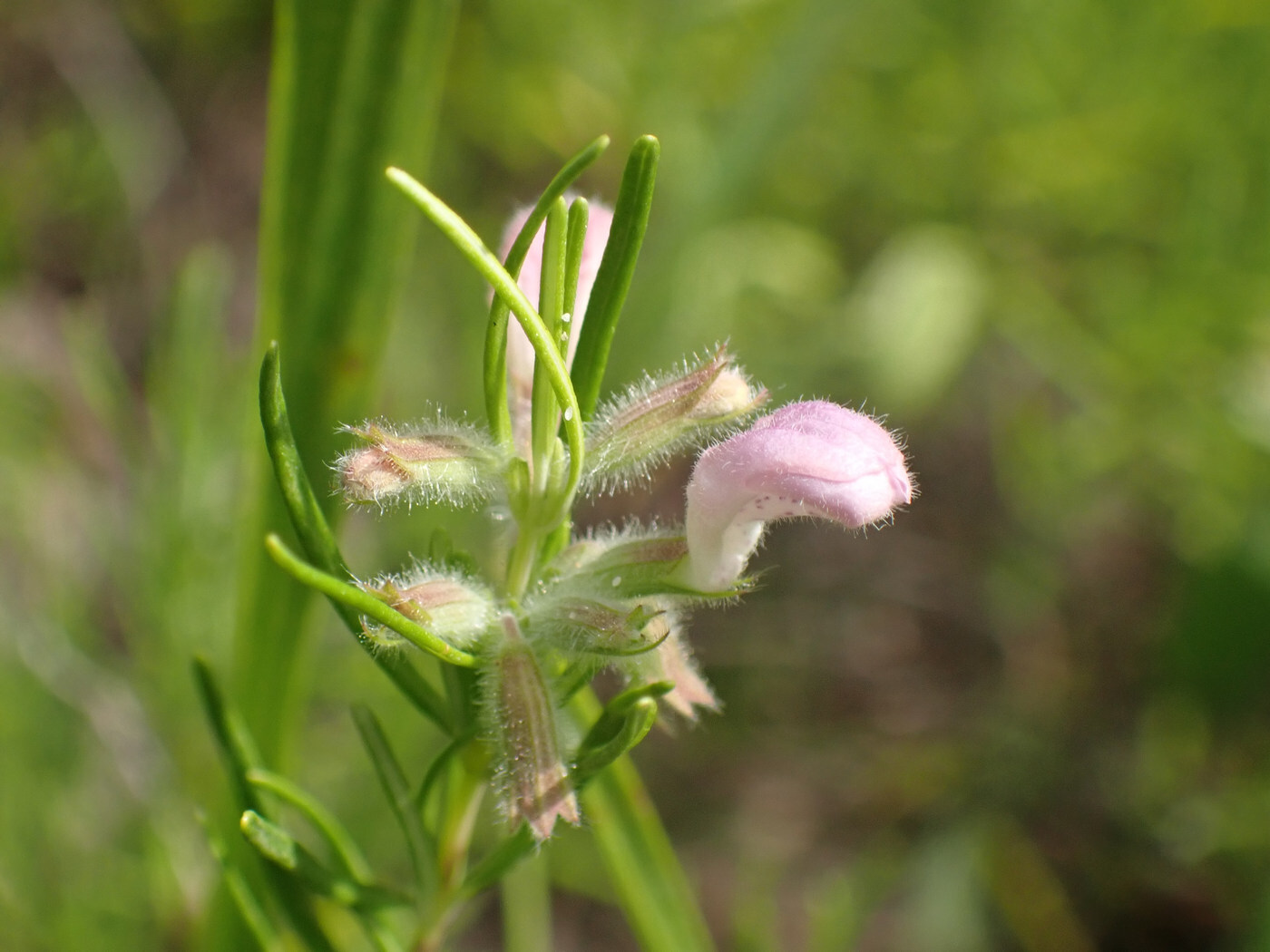 Imagem de Conradina verticillata