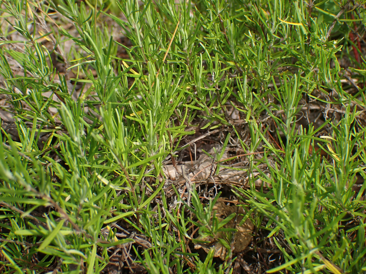 Imagem de Conradina verticillata