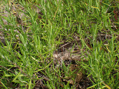 Conradina verticillata, photograph (c) Evan M. Raskin, some rights reserved (CC BY)