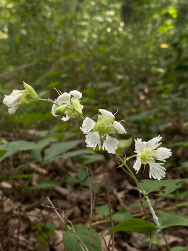 starry campion