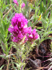 Castilleja exserta exserta