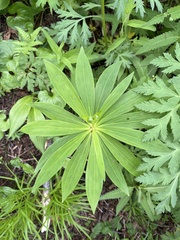 Lilium debile