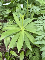 author not stated, no rights reserved Lilium debile, photograph author not stated, no rights reserved
