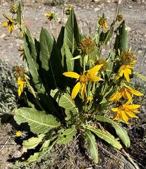 Wyethia amplexicaulis, photograph author not stated, no rights reserved