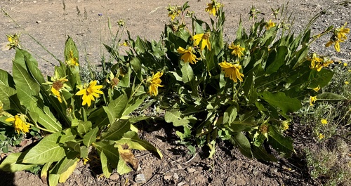 Wyethia amplexicaulis, photograph 4