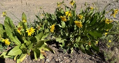 Wyethia amplexicaulis, photograph author not stated, no rights reserved