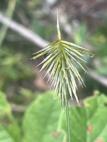 Starburst Flatsedge