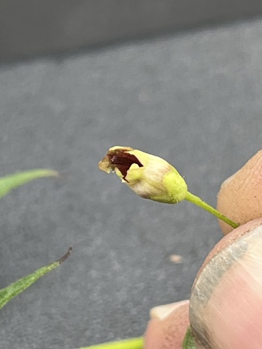 late figwort