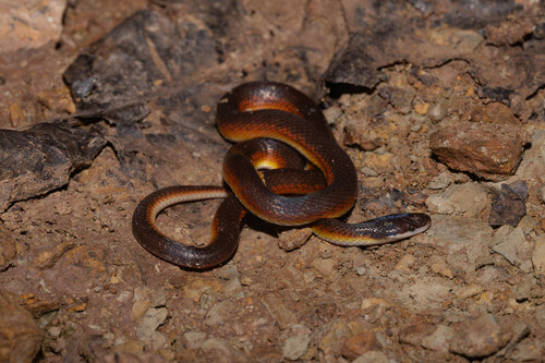 Xenopholis werdingorum
