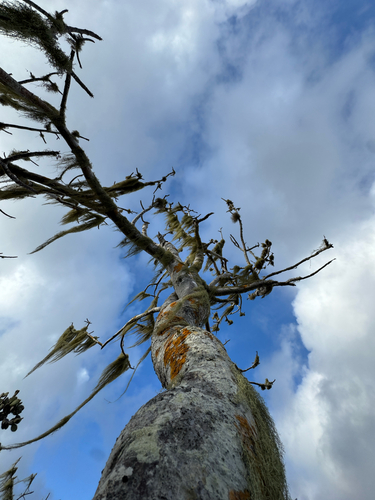Bursera graveolens, photograph 4