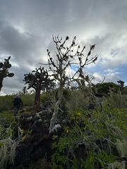 Bursera graveolens, photograph (c) Naji Love, some rights reserved (CC BY)