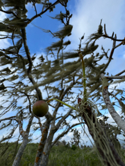 Bursera graveolens, photograph (c) Naji Love, some rights reserved (CC BY)