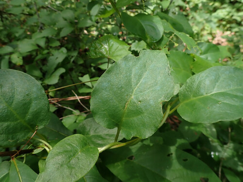 Bay starvine (Schisandra glabra)