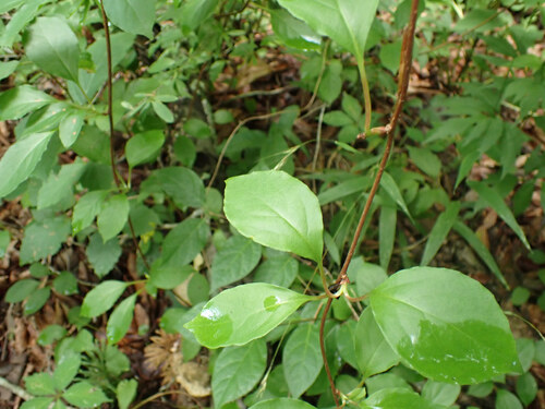 Schisandra glabra, photograph 3