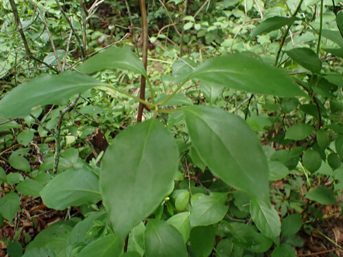 Schisandra glabra, photograph 1