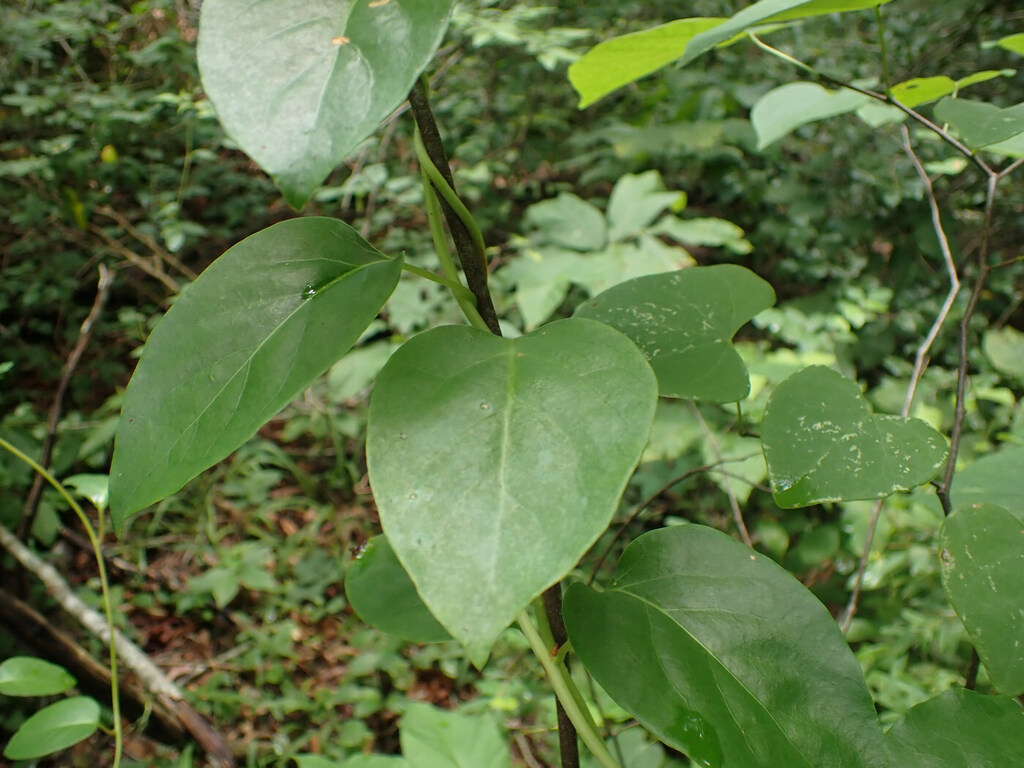 Schisandra glabra; photograph (c) Evan M. Raskin, some rights reserved (CC BY)