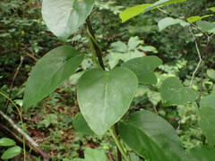 Schisandra glabra