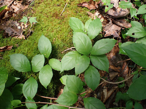 Bay starvine (Schisandra glabra)