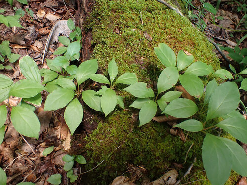 Schisandra glabra, photograph 6
