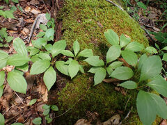 Schisandra glabra, photograph (c) Evan M. Raskin, some rights reserved (CC BY)