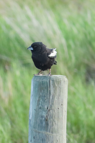 Lark Bunting