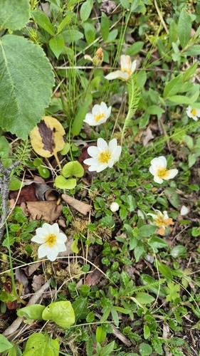 Eight-petal Mountain-Avens
