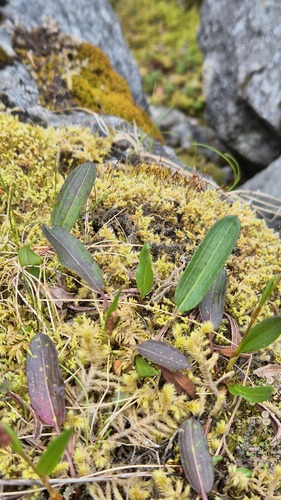 alpine bistort