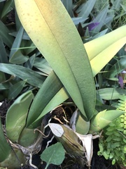 Trichocentrum splendidum