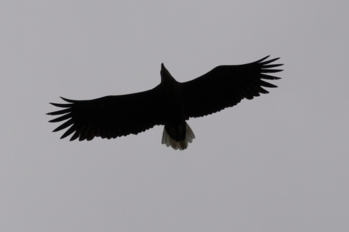 White-tailed Eagle