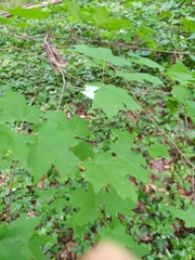 Acer leucoderme
