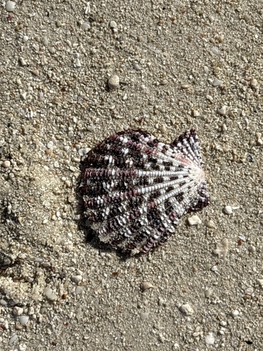 Gloripallium pallium observed 2026-07-01