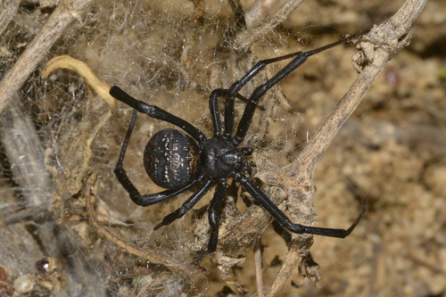 West Coast button spider