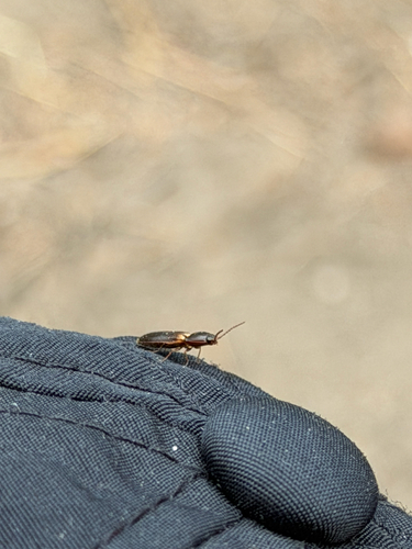 iNaturalist observation photo of Click Beetles