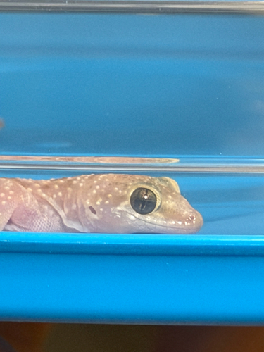 Mediterranean House Gecko