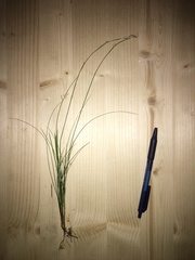 Carex alba