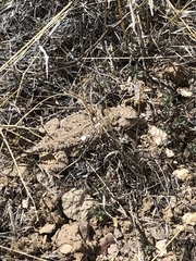 Phrynosoma douglasii