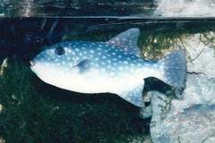 Rough Triggerfish photo 5
