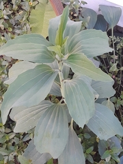 Arnoglossum plantagineum