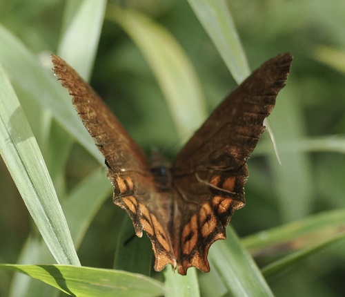 Proboscis propylea