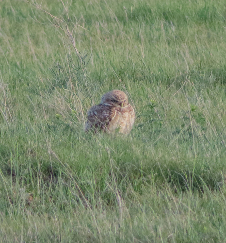 Burrowing Owl
