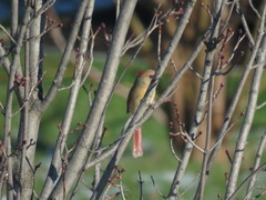 Cardinalis cardinalis