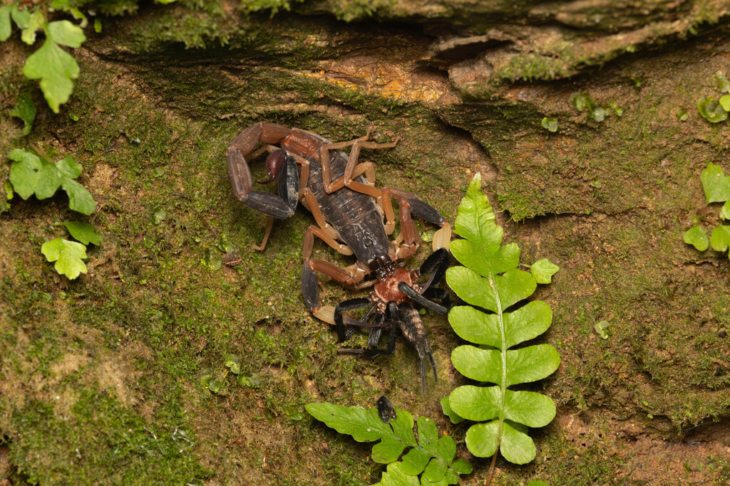 Tityus bolivianus