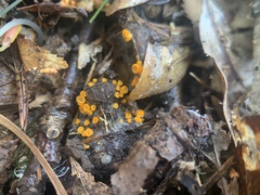 Arachnopeziza aurelia